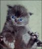Файл: Котенок.jpg
Объем: 26КБ
Размеры: 343x400
Дата: January 21, 2005 Котенок.jpg