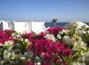 IMG_1449flowers.jpg