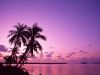 PINKPALM.JPG