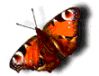 143008.gif