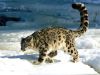 ANIMALS31.jpg