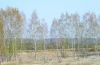 Березки 09 05 2011.jpg