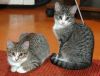 cats.jpg
