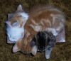 cool_kittens_004.jpg