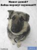 dog01.jpg