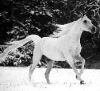 Horse.jpeg