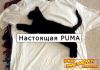 1164181228_real_puma[1].jpg