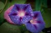 DSC00514.jpg