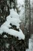 DSC03725.jpg