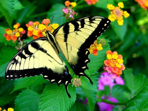 butterflies_12.jpg