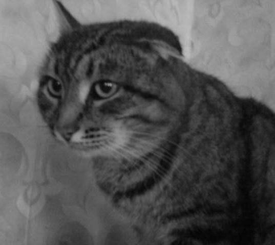 cat1.JPG