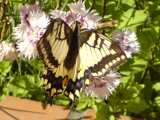 DSC00283.JPG