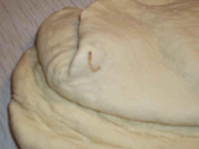 P1010410червь.JPG