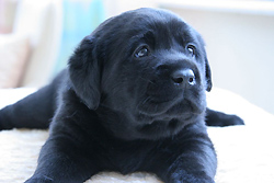puppil2.jpg